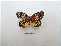 藏品(豔粉蝶)的圖片